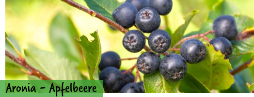 Apfelbeere - Aronia