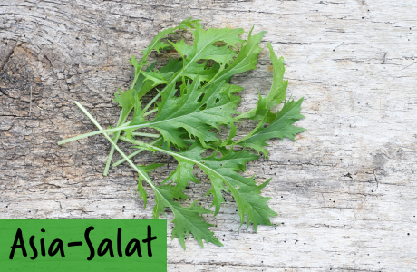 Asia Salat