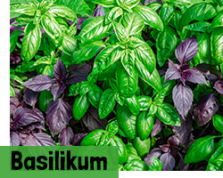Basilikum