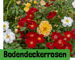 Bodendeckerrosen