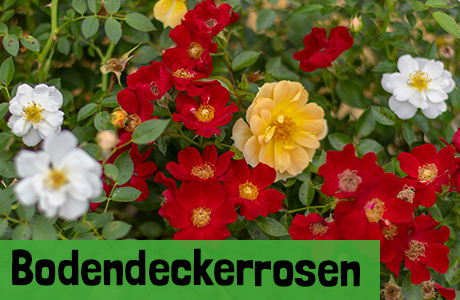 Bodendeckerrosen