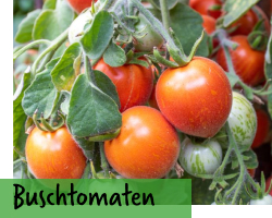 Buschtomaten