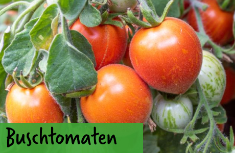 Buschtomaten