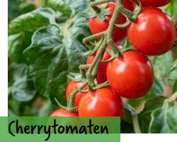 Cherrytomaten - Kirschtomaten