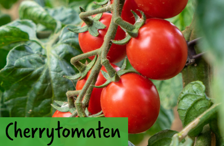 Cherrytomaten - Kirschtomaten