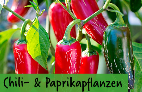 Paprika- & Chilipflanzen