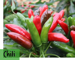 Chilisamen