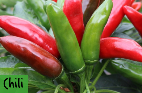 Chilisamen