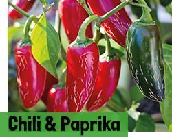 Paprika- & Chilipflanzen