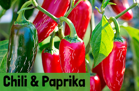 Paprika- & Chilipflanzen