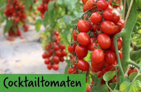 Cocktailtomaten