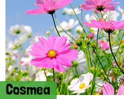 Cosmea Samen