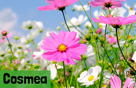 Cosmea Samen