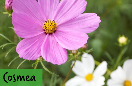 Cosmea Samen