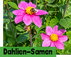 Dahlien Samen