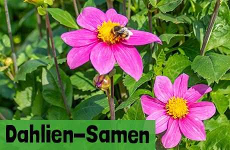 Dahlien Samen