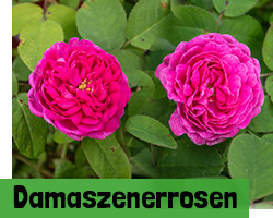 Damaszenerrosen