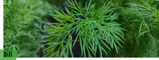 Dill-Samen
