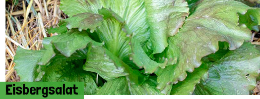 Eisbergsalat
