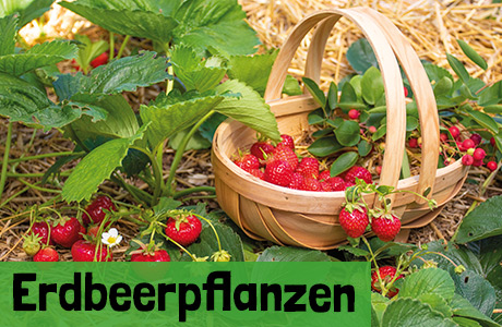 Erdbeerpflanzen