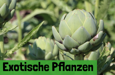 Exotische Pflanzen