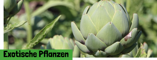 Exotische Pflanzen