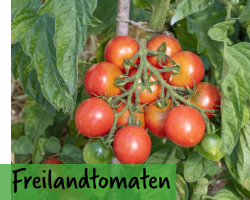 Freilandtomaten