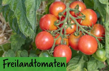 Freilandtomaten