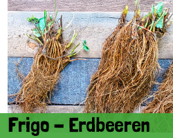 Erdbeerpflanzen (Frigos)