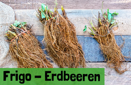 Erdbeerpflanzen (Frigos)
