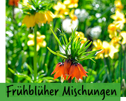 Frühblüher Mischungen