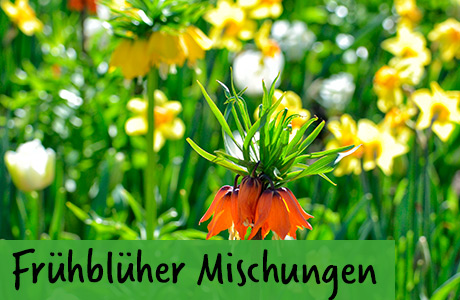 Frühblüher Mischungen