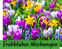 Frühblüher Mischungen