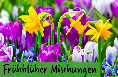 Frühblüher Mischungen