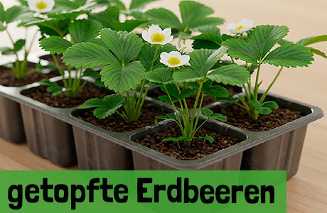 Getopfte Erdbeerpflanzen