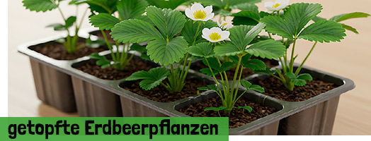 Getopfte Erdbeerpflanzen