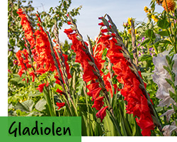 Gladiolen