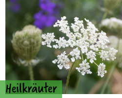 Heilkräuter-Samen