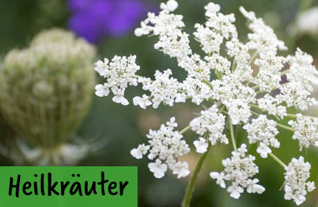 Heilkräuter-Samen