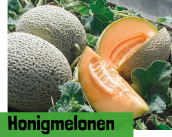 Honigmelonen
