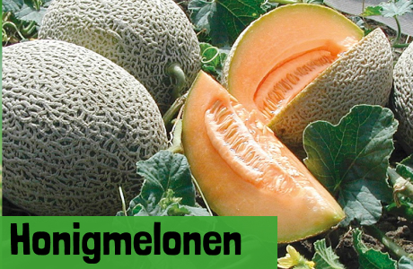 Honigmelonen