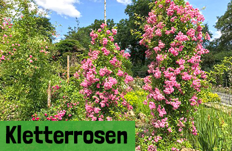 Kletterrosen