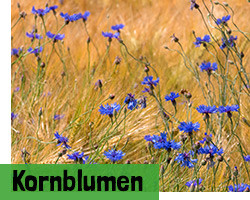 Kornblumen Samen