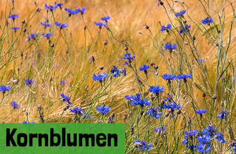 Kornblumen Samen