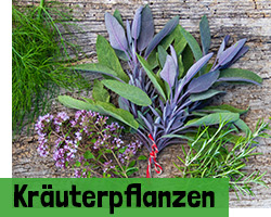 Kräuterpflanzen