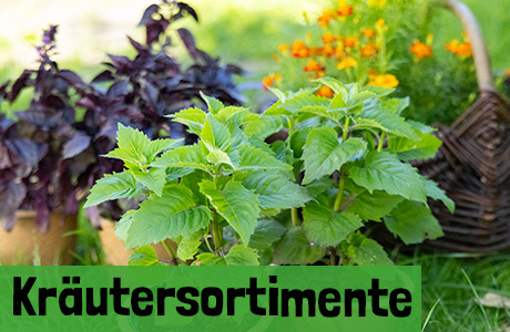Kräutersortimente