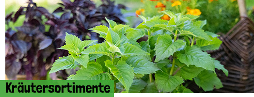 Kräutersortimente
