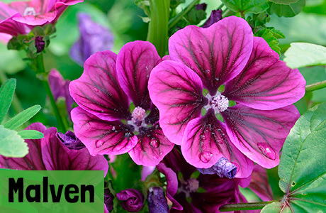 Malven Samen