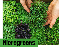 Microgreens