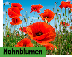 Mohnblumen Samen